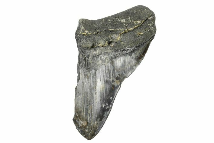 Partial, Fossil Megalodon Tooth - Serrated Blade #172209